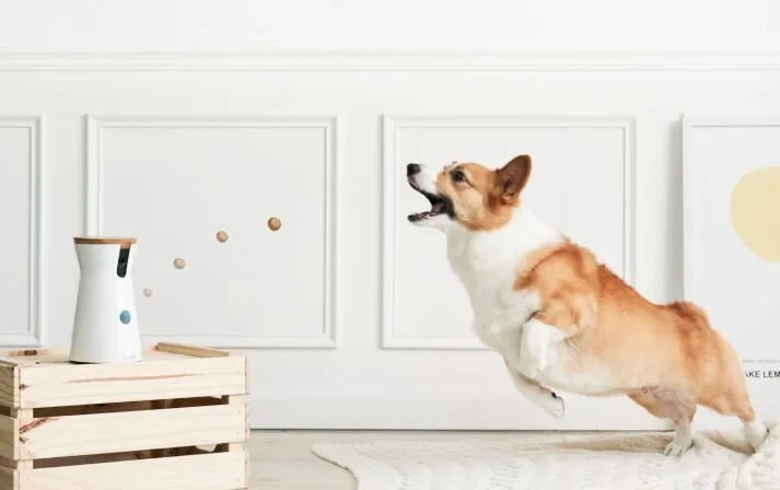 Perro jugando en casa junto a una cámara con premios