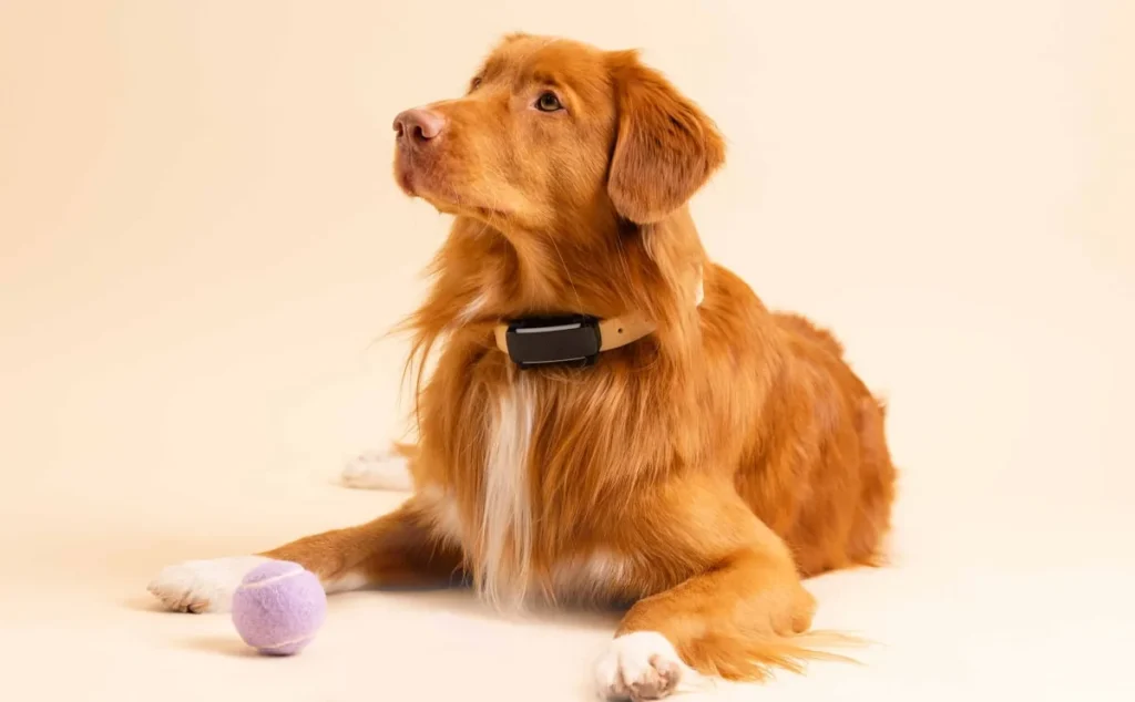 Perro tumbado junto a una pelota