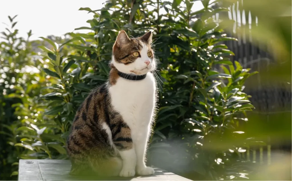 Gato en una terraza entre plantas
