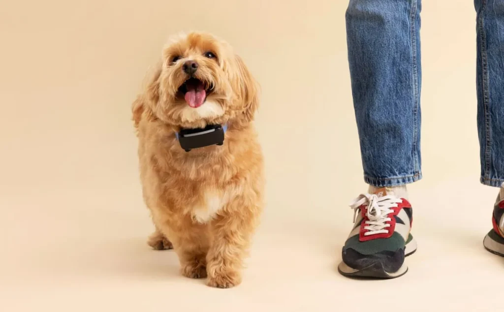 Perro pequeño junto a su persona con collar GPS