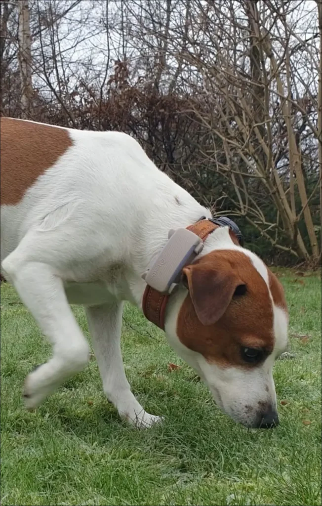 Perro olfateando la hierba durante un paseo